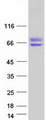 BAG3 / BAG-3 Protein - Purified recombinant protein BAG3 was analyzed by SDS-PAGE gel and Coomassie Blue Staining