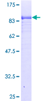 BAG4 / SODD Protein - 12.5% SDS-PAGE of human BAG4 stained with Coomassie Blue