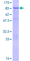 BAG4 / SODD Protein - 12.5% SDS-PAGE of human BAG4 stained with Coomassie Blue