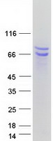 BAG4 / SODD Protein - Purified recombinant protein BAG4 was analyzed by SDS-PAGE gel and Coomassie Blue Staining