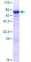 BAG5 Protein - 12.5% SDS-PAGE of human BAG5 stained with Coomassie Blue