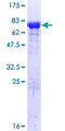 BAG5 Protein - 12.5% SDS-PAGE of human BAG5 stained with Coomassie Blue