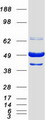 BAG5 Protein - Purified recombinant protein BAG5 was analyzed by SDS-PAGE gel and Coomassie Blue Staining