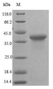 BAG6 / G3 / Scythe Protein - (Tris-Glycine gel) Discontinuous SDS-PAGE (reduced) with 5% enrichment gel and 15% separation gel.