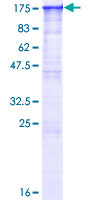 BAG6 / G3 / Scythe Protein - 12.5% SDS-PAGE of human BAT3 stained with Coomassie Blue