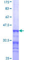 BAG6 / G3 / Scythe Protein - 12.5% SDS-PAGE Stained with Coomassie Blue.