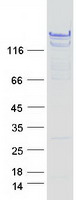 BAG6 / G3 / Scythe Protein - Purified recombinant protein BAG6 was analyzed by SDS-PAGE gel and Coomassie Blue Staining