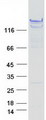 BAG6 / G3 / Scythe Protein - Purified recombinant protein BAG6 was analyzed by SDS-PAGE gel and Coomassie Blue Staining