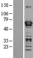 BAIAP2 / IRSP53 Protein - Western validation with an anti-DDK antibody * L: Control HEK293 lysate R: Over-expression lysate