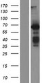 BAIAP2 / IRSP53 Protein - Western validation with an anti-DDK antibody * L: Control HEK293 lysate R: Over-expression lysate