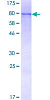 BAIAP2 / IRSP53 Protein - 12.5% SDS-PAGE of human BAIAP2 stained with Coomassie Blue