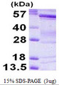 BAIAP2 / IRSP53 Protein