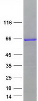 BAIAP2 / IRSP53 Protein - Purified recombinant protein BAIAP2 was analyzed by SDS-PAGE gel and Coomassie Blue Staining