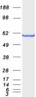 BAIAP2 / IRSP53 Protein - Purified recombinant protein BAIAP2 was analyzed by SDS-PAGE gel and Coomassie Blue Staining
