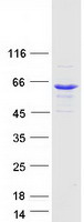 BAIAP2L1 Protein - Purified recombinant protein BAIAP2L1 was analyzed by SDS-PAGE gel and Coomassie Blue Staining