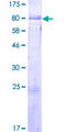BAIAP2L2 Protein - 12.5% SDS-PAGE of human BAIAP2L2 stained with Coomassie Blue