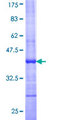 BAIAP3 Protein - 12.5% SDS-PAGE Stained with Coomassie Blue.