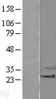BAK1 / BAK Protein - Western validation with an anti-DDK antibody * L: Control HEK293 lysate R: Over-expression lysate