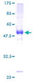 BAMBI Protein - 12.5% SDS-PAGE of human BAMBI stained with Coomassie Blue