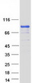 Band 4.1 / EPB41 Protein - Purified recombinant protein EPB41 was analyzed by SDS-PAGE gel and Coomassie Blue Staining