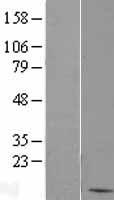 BANF1 / BAF / BCRP1 Protein - Western validation with an anti-DDK antibody * L: Control HEK293 lysate R: Over-expression lysate