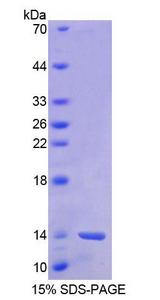BANF1 / BAF / BCRP1 Protein - Recombinant  Barrier To Autointegration Factor 1 By SDS-PAGE