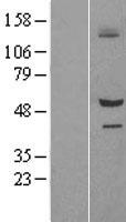 BAP / SIL1 Protein - Western validation with an anti-DDK antibody * L: Control HEK293 lysate R: Over-expression lysate