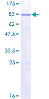 BAP / SIL1 Protein - 12.5% SDS-PAGE of human SIL1 stained with Coomassie Blue