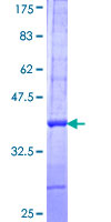 BAP / SIL1 Protein - 12.5% SDS-PAGE Stained with Coomassie Blue.