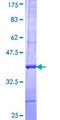 BAP / SIL1 Protein - 12.5% SDS-PAGE Stained with Coomassie Blue.