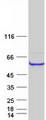BAP / SIL1 Protein - Purified recombinant protein SIL1 was analyzed by SDS-PAGE gel and Coomassie Blue Staining