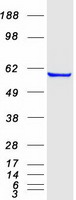BAP / SIL1 Protein - Purified recombinant protein SIL1 was analyzed by SDS-PAGE gel and Coomassie Blue Staining