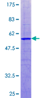 BAP29 / BCAP29 Protein - 12.5% SDS-PAGE of human BCAP29 stained with Coomassie Blue