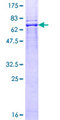 BAR / BFAR Protein - 12.5% SDS-PAGE of human BFAR stained with Coomassie Blue