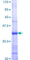 BARD1 Protein - 12.5% SDS-PAGE Stained with Coomassie Blue.