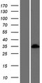 BARHL1 Protein - Western validation with an anti-DDK antibody * L: Control HEK293 lysate R: Over-expression lysate