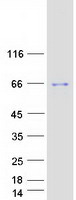 BARHL2 Protein - Purified recombinant protein BARHL2 was analyzed by SDS-PAGE gel and Coomassie Blue Staining