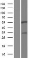 BARX2 Protein - Western validation with an anti-DDK antibody * L: Control HEK293 lysate R: Over-expression lysate