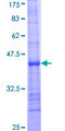 BARX2 Protein - 12.5% SDS-PAGE Stained with Coomassie Blue.