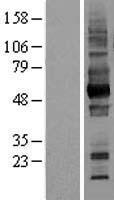 Basigin / Emmprin / CD147 Protein - Western validation with an anti-DDK antibody * L: Control HEK293 lysate R: Over-expression lysate