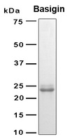 Basigin / Emmprin / CD147 Protein