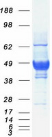 Basigin / Emmprin / CD147 Protein - Purified recombinant protein BSG was analyzed by SDS-PAGE gel and Coomassie Blue Staining