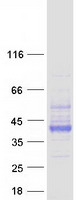 Basigin / Emmprin / CD147 Protein - Purified recombinant protein BSG was analyzed by SDS-PAGE gel and Coomassie Blue Staining