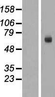 BASP1 Protein - Western validation with an anti-DDK antibody * L: Control HEK293 lysate R: Over-expression lysate