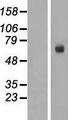 BASP1 Protein - Western validation with an anti-DDK antibody * L: Control HEK293 lysate R: Over-expression lysate