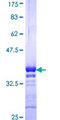 BATF Protein - 12.5% SDS-PAGE Stained with Coomassie Blue.