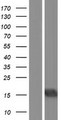 BATF3 Protein - Western validation with an anti-DDK antibody * L: Control HEK293 lysate R: Over-expression lysate