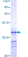 BATF3 Protein - 12.5% SDS-PAGE Stained with Coomassie Blue.