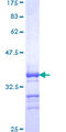 BATF3 Protein - 12.5% SDS-PAGE Stained with Coomassie Blue.