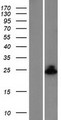 BAX Protein - Western validation with an anti-DDK antibody * L: Control HEK293 lysate R: Over-expression lysate